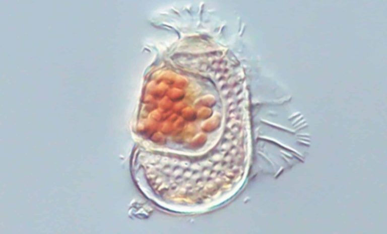 What Counts as Alive